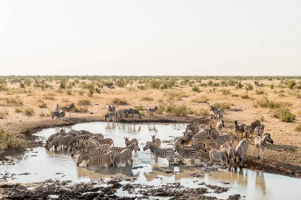 Herd of Burchells zebras drinking water — Stock Photo, Image