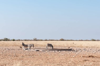 Siyah çakal ve kartal ziyarette200 Burchell zebralar, desteklenen