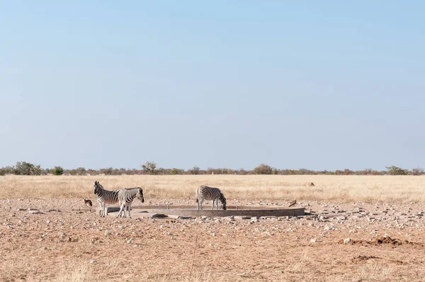 Siyah çakal ve kartal ziyarette200 Burchell zebralar, desteklenen