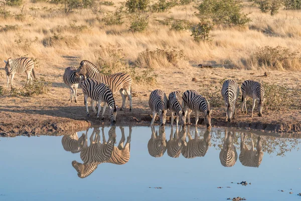 Burchells zebras com suas reflexões visíveis em um buraco de água — Fotografia de Stock