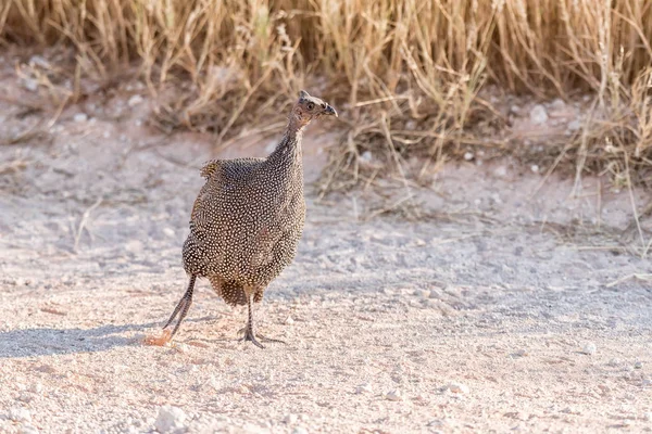 Hjälmförsedd pärlhöns, Numida meleagris, körs i norra Namib — Stockfoto