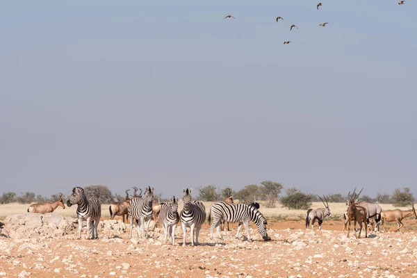 Burchells zebras, Oryx, red hartebeest with sandgrouses in the a — Stock Photo, Image