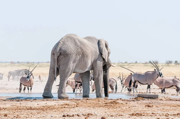 Elefante africano bebiendo agua en un pozo de agua —  Fotos de Stock