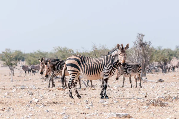 Embarazada Hartmann Mountain Zebra mare —  Fotos de Stock