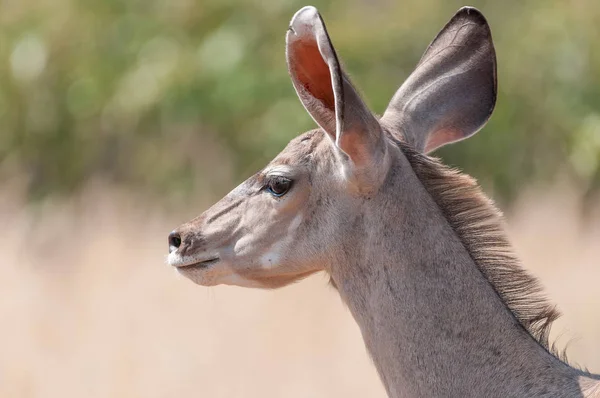 Detail větší kudu krávy, severo-západní Namibie — Stock fotografie