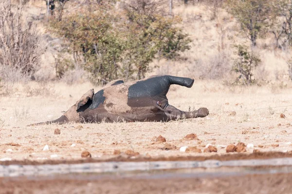 Dode olifant op een waterput in noordelijk Namibië — Stockfoto