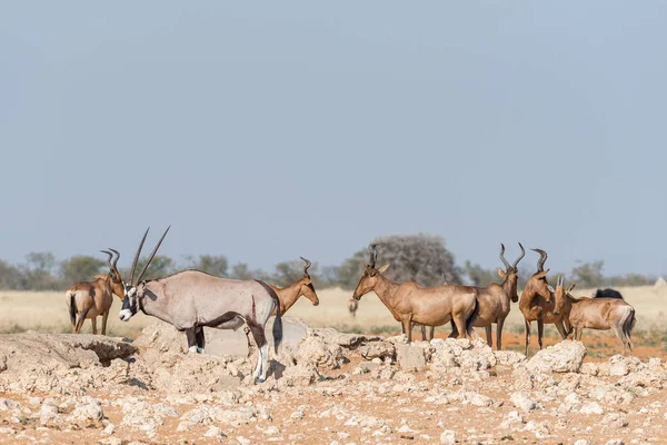 Oryx with visible wounds and red hartebeest a waterhole — Stock Photo, Image