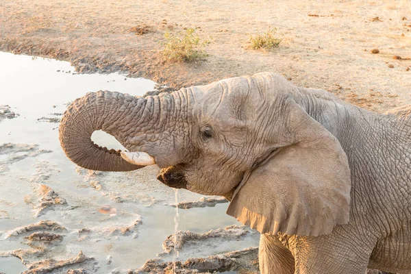 Primer plano de agua potable de elefante africano al atardecer —  Fotos de Stock