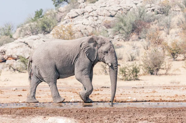 Slon africký chůzi — Stock fotografie