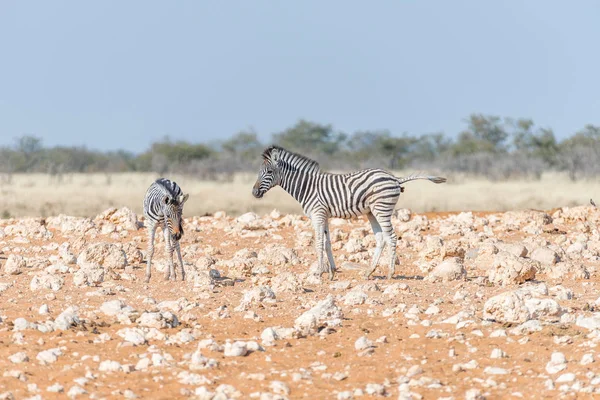 Dwa źrebaki zebra Burchells — Zdjęcie stockowe