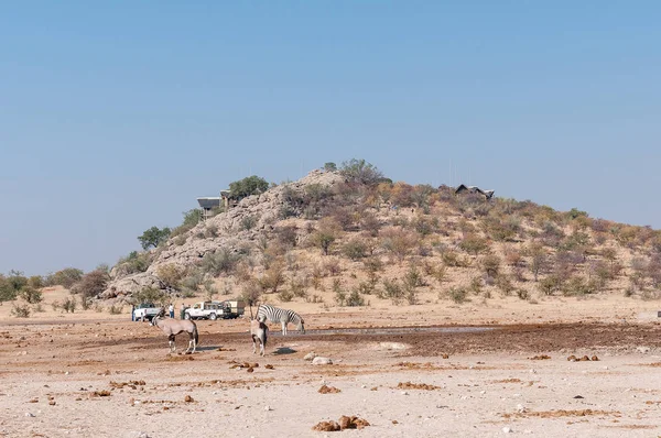 Rangers bada przyczyny śmierci słonia w Etosha — Zdjęcie stockowe