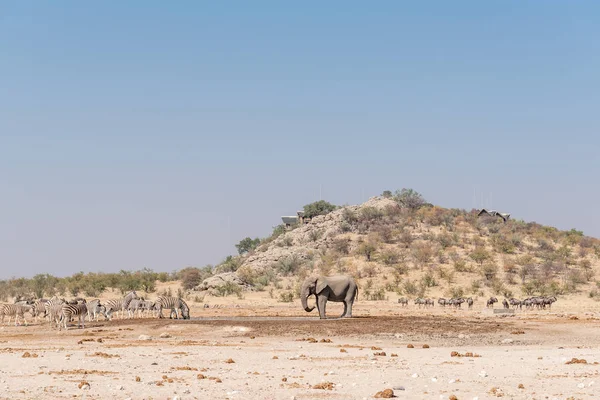 Hayvanlar ile dinlenme kampı Dolomit ziyarette200