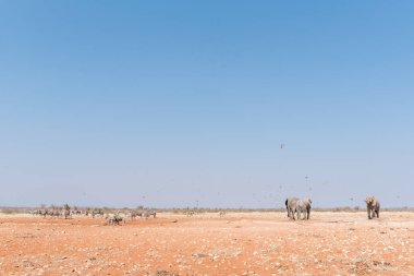 Filler, zebralar Burchell ve Hartmann dağ zebralar 