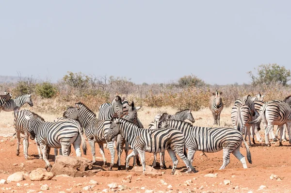 Burchells zebry a Hartmann horské zebry — Stock fotografie