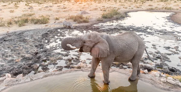 L'éléphant d'Afrique et un rhinocéros noir boivent de l'eau au coucher du soleil — Photo