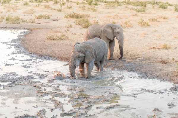 African elephant stirring up mud in waterhole for mud bath