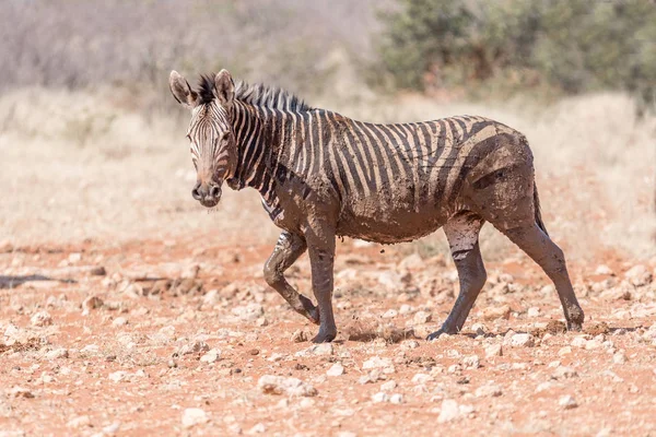 Muddy Hartmann Mountain Zebra — Stock Photo, Image