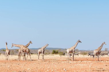 Zürafalar ve Burchell zebralar
