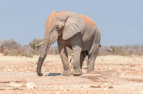 Африканский слон, Loxodonta africana, покрытый красным песком — стоковое фото