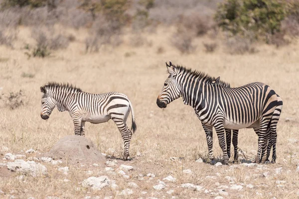 Hartmann Dağ zebrası mare, Equus zebra hartmannae, iki arkadaş ile — Stok fotoğraf
