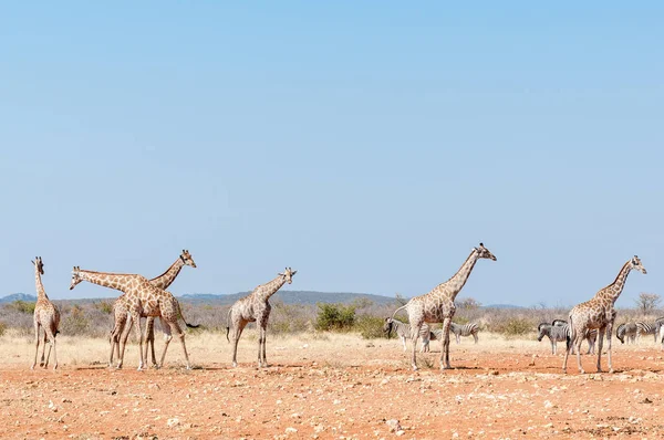 Zürafalar ve Burchell zebralar
