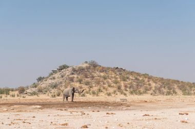 Dinlenme kampı Dolomit ziyarette200 Afrika fili