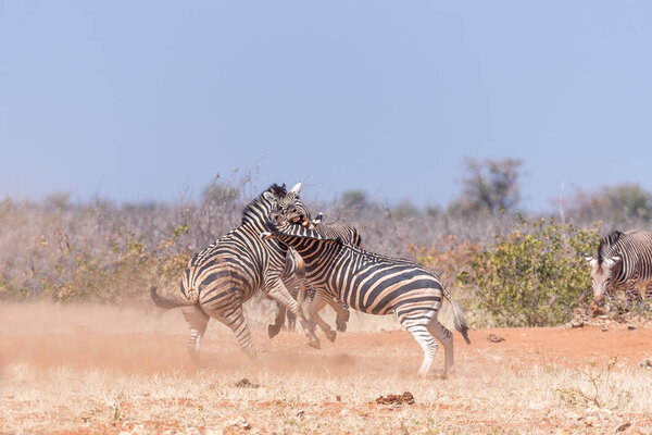Three Burchells Zebra stallions fighting in North-Western Namibia.