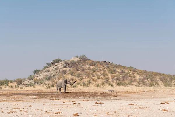 Dinlenme kampı Dolomit ziyarette200 Afrika fili