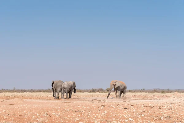 Three african elephants at the Rateldraf waterhole — Stock Photo, Image