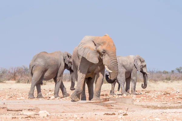 Drie Afrikaanse olifanten op de Rateldraf waterhole — Stockfoto
