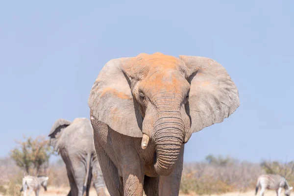 Close-up van een Afrikaanse bull olifant — Stockfoto