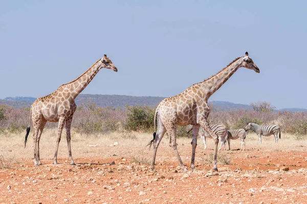 Zwei Giraffen und drei Burchells-Zebras am Rateldraf — Stockfoto