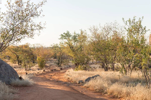 Road landscape at the Hoada Rest Camp — Stock Photo, Image