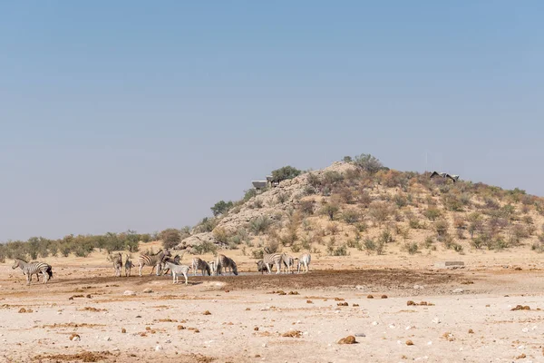 Zebras em Dolomite waterhole com o campo de descanso atrás — Fotografia de Stock