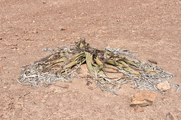 Welwitschia mirabilis in der namib-wüste bei springbokwasser — Stockfoto