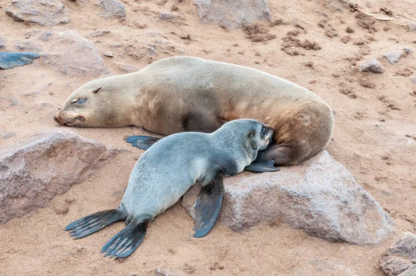 Cape kožešina Seal pup, Arctocephalus maličký kojenec — Stock fotografie