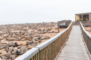 Boardwalk ve bin-in Cape kürk fokları, Cape çapraz