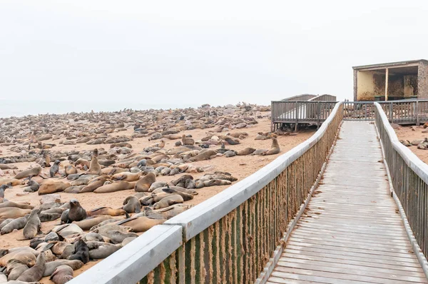 Boardwalk and thousands of Cape Fur Seals at Cape Cross — Stock Photo, Image