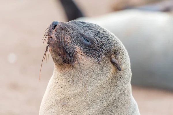 Close-up van een Cape zeebeer aan Kaap Kruis — Stockfoto