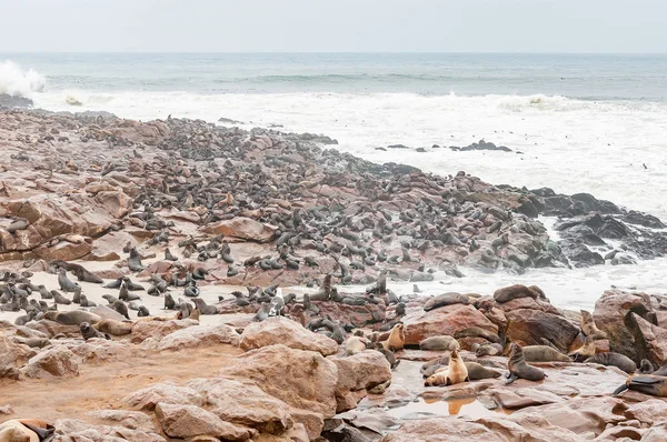 Colonia de focas en Cape Cross —  Fotos de Stock