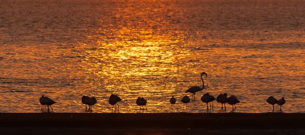 Silhouettes of Greater Flamingos at sunset at Walvis Bay — Stock Photo, Image