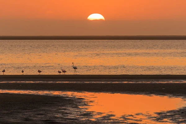 Silhouettes of flamingos at sunset in Walvis Bay — Stock Photo, Image