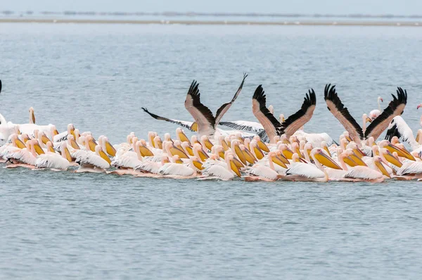 Great white pelicans swimming in formation — Stock Photo, Image
