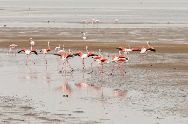 Grandes flamencos con alas extendidas en Walvis Bay — Foto de Stock