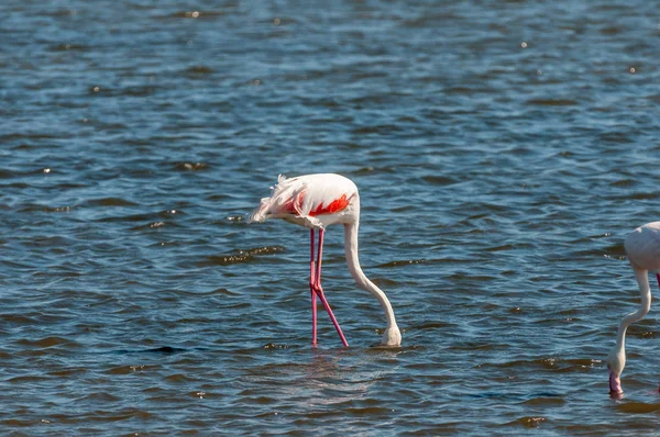 Maior Flamingo se alimentando na lagoa em Walvis Bay — Fotografia de Stock