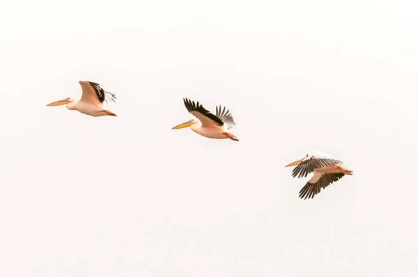 Grote witte pelikanen vliegen op de lagune in Walvisbaai — Stockfoto