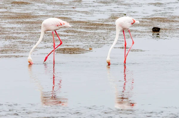 Flamingos se alimentam na lagoa de Walvis Bay — Fotografia de Stock
