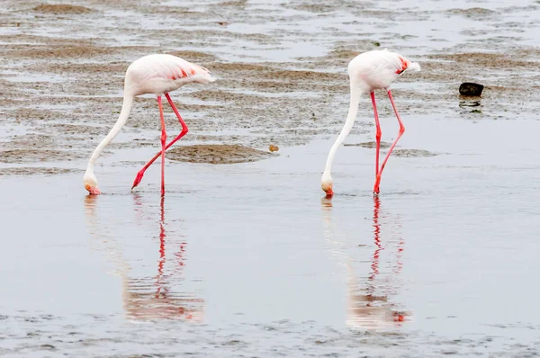 Flamencos Mayores alimentándose en la laguna de Walvis Bay — Foto de Stock