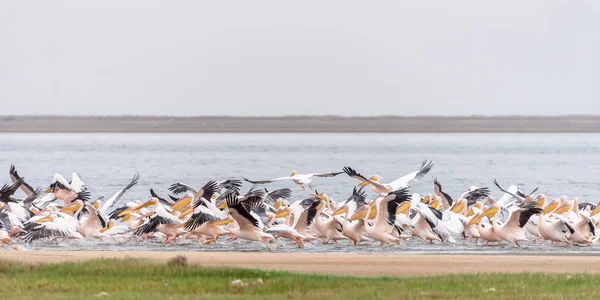 Great white pelicans taking off at the lagoon in Walvis Bay — Stock Photo, Image