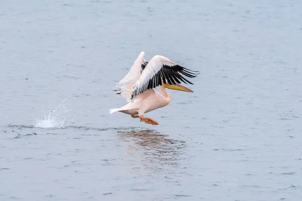 Großer weißer Pelikan hebt von der Lagune in der Walvisbucht ab — Stockfoto